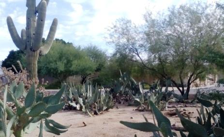 Pheasants are hiding all around those cacti...