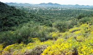 Cave Creek Looking South to Phoenix
