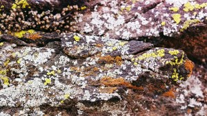 Lichens