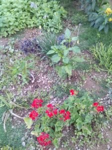 Garden After the Storm