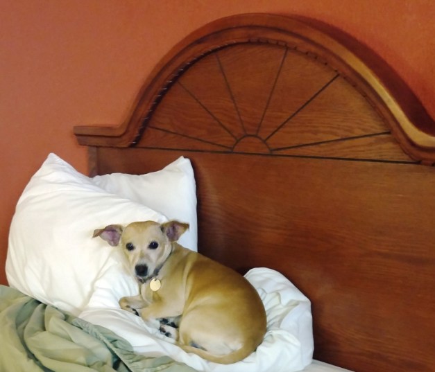 Dali Chillin Sideways