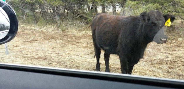 Lali Pic 5 Cow No 37